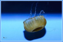 Day 116 Jelly Fish.jpg