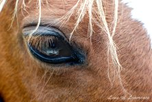 Eye of the horse LOL.jpg