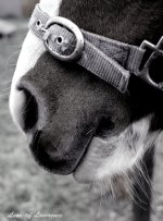 Muzzle LOL.jpg