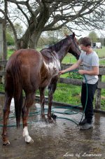 Horse being washed down LOL.jpg