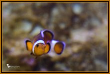 Day 116 Clown Fish.jpg