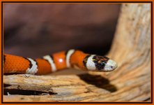 Day 116 Snake.jpg