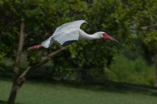 BIF - White Ibis-2.jpg