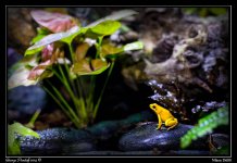 Day116Frog.jpg