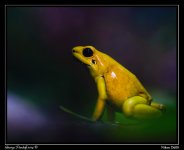 Day116Frog1.jpg