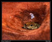 Day116Toad1.jpg