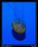 Day116JellyFish1.jpg