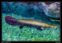 Day116Fish1.jpg