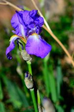 17 Apr Iris.jpg