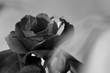 19 Apr Rose BW.jpg