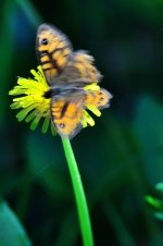 23 Apr Butterfly.jpg