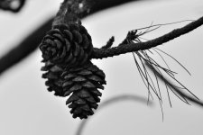 27 Bw pine cones.jpg
