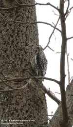 117 Downy Woodpecker-140427-01_01.jpg
