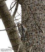 117 Downy Woodpecker-140427-02_01.jpg
