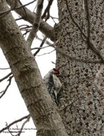 117 Downy Woodpecker-140427-03_01.jpg