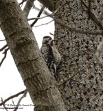 117 Downy Woodpecker-140427-04_01.jpg