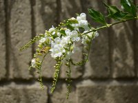 Duranta.jpg