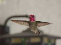 Hummer4.jpg