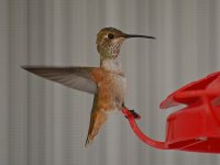 Hummer5.jpg