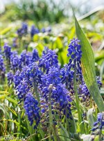 Indigo Purple (1 of 1).jpg