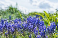 Indigo Purple 2 (1 of 1).jpg