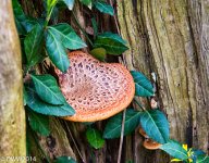 Fancy Fungi (1 of 1).jpg