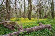 Fallen into flowers (1 of 1).jpg