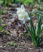 White Princess (1 of 1).jpg