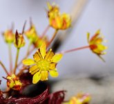 MicroFlower.jpg