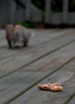 DSC_1642-20140428 (739x1024).jpg