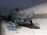 BlueLizard.jpg