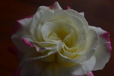 DSC_2218.jpg