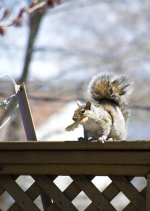 Action-Squirrel.jpg