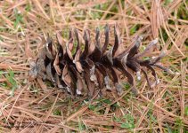 118 Pine Cone-140428_01.jpg