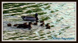 Momma, Daddy, and Baby Ducks.jpg