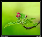 Day118Blossom.jpg