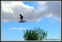 Pelican in Flight.jpg