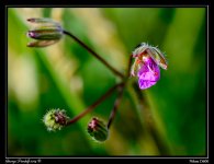 MicroFlower118.jpg