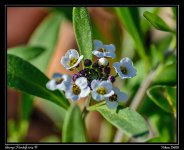 MicroFlower_118.jpg