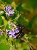 Bee2.jpg