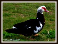 Muscovy Duck.jpg