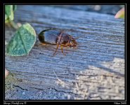 Beetle.jpg