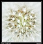 Dandilion.jpg