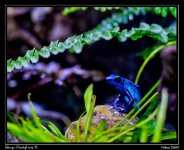 Day116BlueFrog.jpg