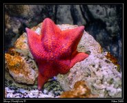 Day116Starfish.jpg