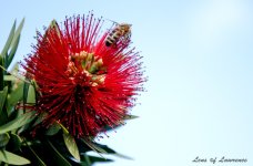 Bottle Brush Bee LOL.jpg