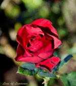 Rose 2 LOL.jpg