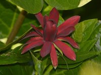 Caleanthus.jpg