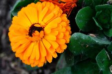 orange flower hgl.jpg