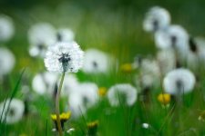 Dandelion flufs.jpg